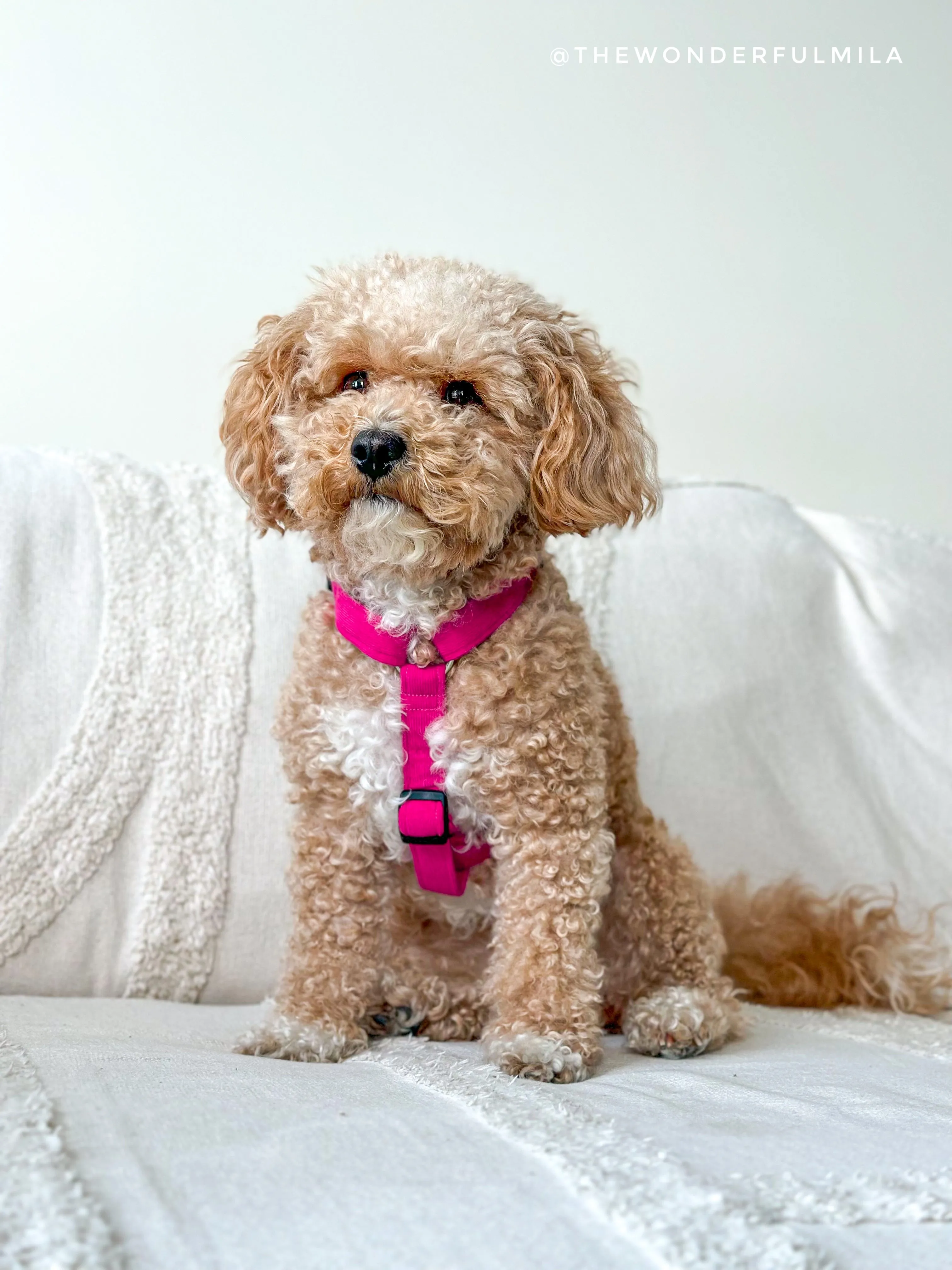 Fuchsia Corduroy Dog Harness