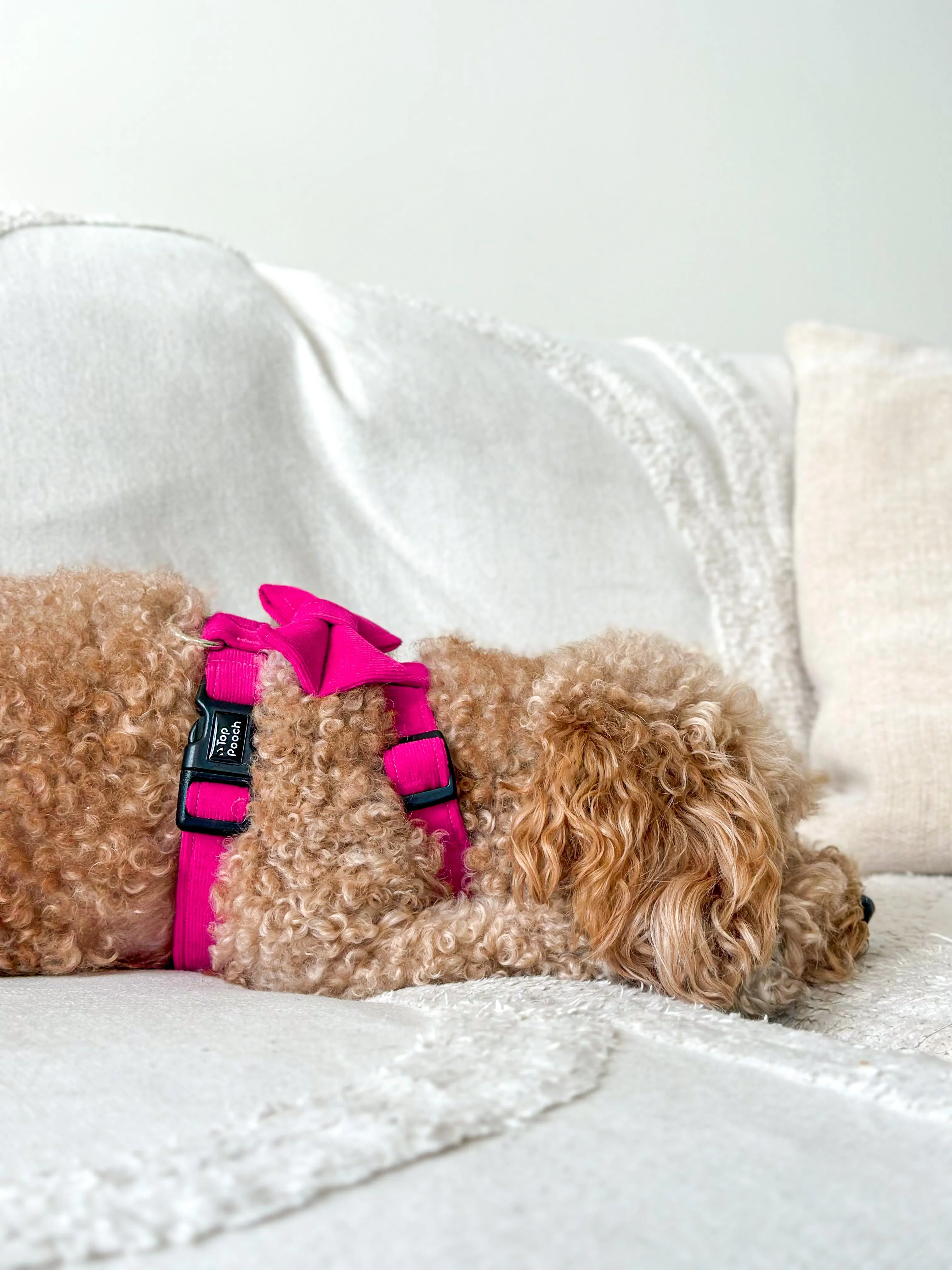 Fuchsia Corduroy Dog Harness