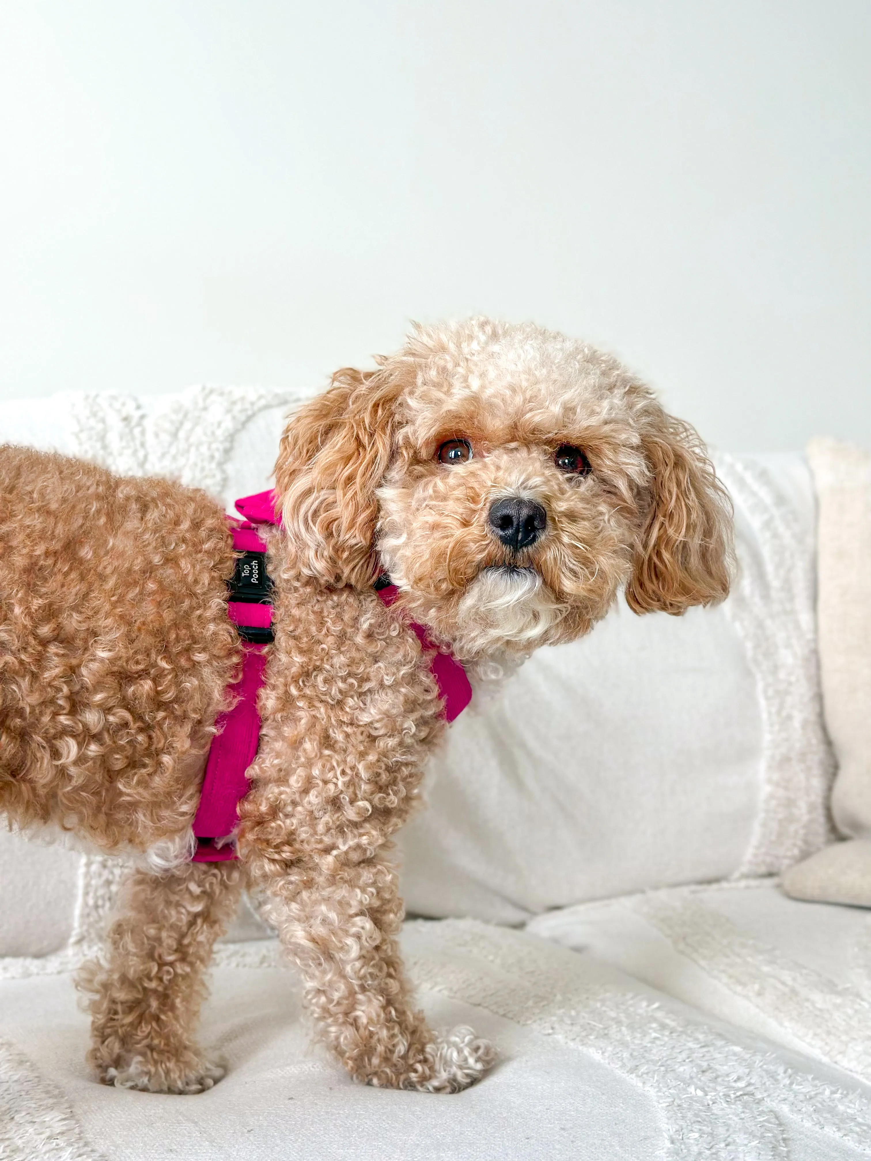 Fuchsia Corduroy Dog Harness